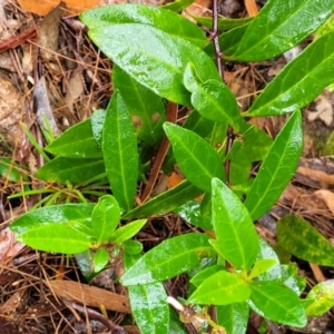 Olearia elliptica at Leura, NSW - 5 Jan 2022