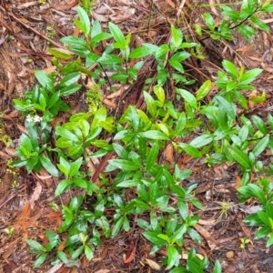 Olearia elliptica at Leura, NSW - 5 Jan 2022 01:51 PM
