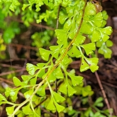 Lindsaea microphylla (Lacy Wedge-fern) at Leura, NSW - 5 Jan 2022 by tpreston