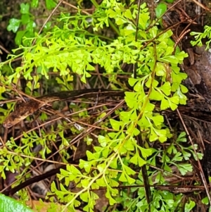 Lindsaea microphylla at Leura, NSW - 5 Jan 2022 01:52 PM