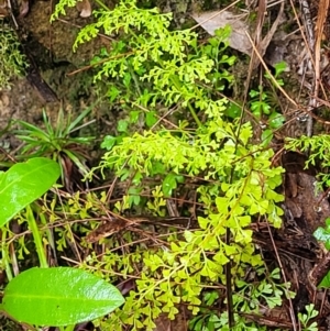 Lindsaea microphylla at Leura, NSW - 5 Jan 2022