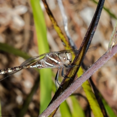 Adversaeschna brevistyla (Blue-spotted Hawker) at Acton, ACT - 5 Jan 2022 by Roger