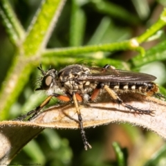 Thereutria amaraca (Spine-legged Robber Fly) at Acton, ACT - 4 Jan 2022 by Roger