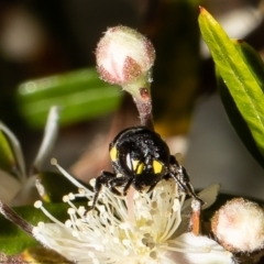 Hylaeus (Euprosopoides) rotundiceps (Hylaeine colletid bee) at Acton, ACT - 5 Jan 2022 by Roger