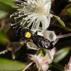 Hylaeus (Euprosopoides) rotundiceps at Acton, ACT - 5 Jan 2022