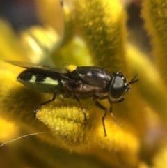 Odontomyia hunteri (Soldier fly) at Belconnen, ACT - 5 Jan 2022 by Dora