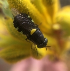 Odontomyia hunteri at Belconnen, ACT - 5 Jan 2022