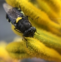 Odontomyia hunteri at Belconnen, ACT - 5 Jan 2022