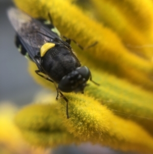 Odontomyia hunteri at Belconnen, ACT - 5 Jan 2022