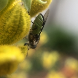 Odontomyia hunteri at Belconnen, ACT - 5 Jan 2022