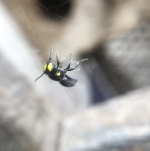 Hylaeus sp. (genus) at Belconnen, ACT - 5 Jan 2022