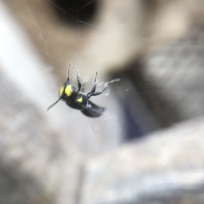 Hylaeus sp. (genus) (A masked bee) at Belconnen, ACT - 5 Jan 2022 by Dora