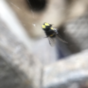 Hylaeus sp. (genus) at Belconnen, ACT - 5 Jan 2022