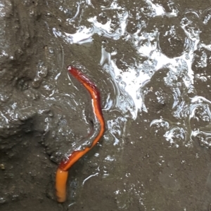 Argonemertes hillii at Binna Burra, QLD - 3 Jan 2022