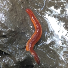 Argonemertes hillii at Binna Burra, QLD - 3 Jan 2022