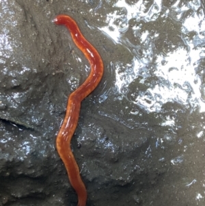 Argonemertes hillii at Binna Burra, QLD - 3 Jan 2022