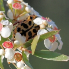 Neorrhina punctatum (Spotted flower chafer) at Pambula Beach, NSW - 31 Dec 2021 by KylieWaldon