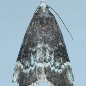 Heteromicta tripartitella at Ainslie, ACT - 31 Dec 2021