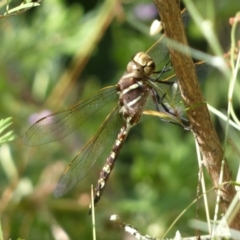 Adversaeschna brevistyla (Blue-spotted Hawker) at Jerrabomberra, NSW - 5 Jan 2022 by SteveBorkowskis