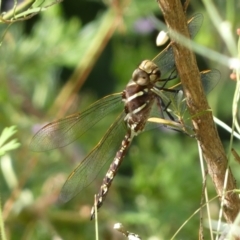 Adversaeschna brevistyla at Jerrabomberra, NSW - 5 Jan 2022