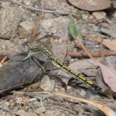 Orthetrum caledonicum (Blue Skimmer) at Jerrabomberra, NSW - 5 Jan 2022 by SteveBorkowskis