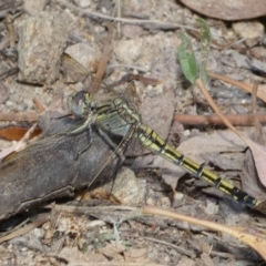 Orthetrum caledonicum at Jerrabomberra, NSW - 5 Jan 2022 09:30 AM