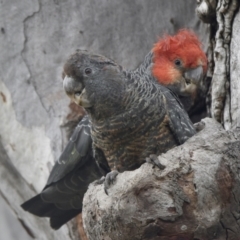 Callocephalon fimbriatum (Gang-gang Cockatoo) at Canberra, ACT - 5 Jan 2022 by epic