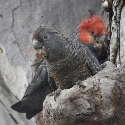 Callocephalon fimbriatum (Gang-gang Cockatoo) at Canberra, ACT - 5 Jan 2022 by epic