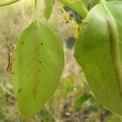 Pseudoperga lewisii (A Sawfly) at Lions Youth Haven - Westwood Farm A.C.T. - 4 Jan 2022 by HelenCross