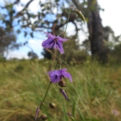 Arthropodium fimbriatum (Nodding Chocolate Lily) at Lions Youth Haven - Westwood Farm A.C.T. - 4 Jan 2022 by HelenCross