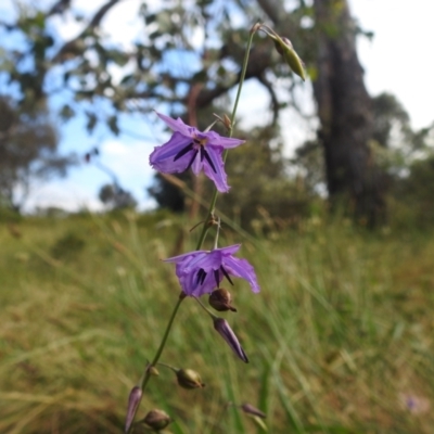 Arthropodium fimbriatum (Nodding Chocolate Lily) at Lions Youth Haven - Westwood Farm A.C.T. - 4 Jan 2022 by HelenCross