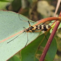 Gynoplistia (Gynoplistia) bella (A crane fly) at Stromlo, ACT - 4 Jan 2022 by HelenCross