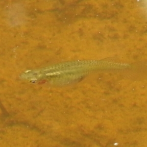 Gambusia holbrooki at Kambah, ACT - 5 Jan 2022