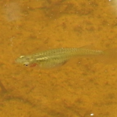 Gambusia holbrooki (Gambusia, Plague minnow, Mosquito fish) at Kambah, ACT - 5 Jan 2022 by HelenCross