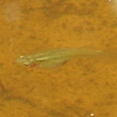 Gambusia holbrooki (Gambusia, Plague minnow, Mosquito fish) at Kambah, ACT - 5 Jan 2022 by HelenCross