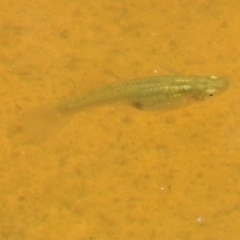 Gambusia holbrooki at Kambah, ACT - 5 Jan 2022