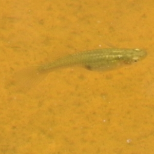 Gambusia holbrooki at Kambah, ACT - 5 Jan 2022