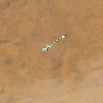 Parasynthemis regina (Royal Tigertail) at Kambah, ACT - 5 Jan 2022 by HelenCross