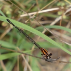 Nososticta solida (Orange Threadtail) at QPRC LGA - 4 Jan 2022 by Steve_Bok