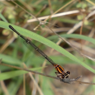 Nososticta solida (Orange Threadtail) at Jerrabomberra, NSW - 4 Jan 2022 by Steve_Bok