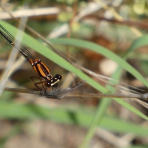 Nososticta solida at Jerrabomberra, NSW - 5 Jan 2022