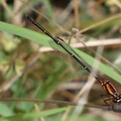 Nososticta solida at Jerrabomberra, NSW - 5 Jan 2022