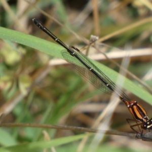 Nososticta solida at Jerrabomberra, NSW - 5 Jan 2022