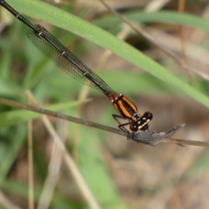 Nososticta solida at Jerrabomberra, NSW - 5 Jan 2022