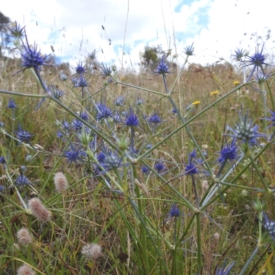 Eryngium ovinum (Blue Devil) at Lions Youth Haven - Westwood Farm A.C.T. - 5 Jan 2022 by HelenCross