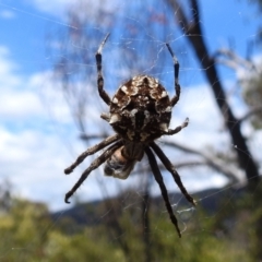 Backobourkia sp. (genus) (An orb weaver) at Bullen Range - 5 Jan 2022 by HelenCross