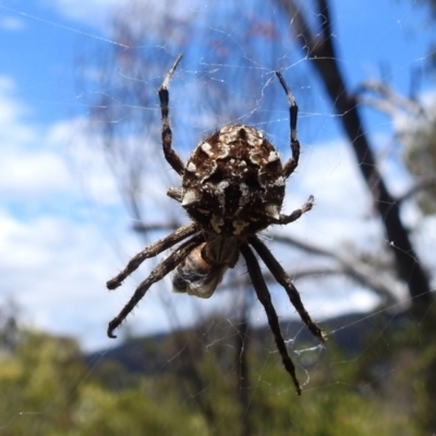 Backobourkia sp. (genus) (An orb weaver) at Bullen Range - 5 Jan 2022 by HelenCross