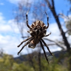 Backobourkia sp. (genus) (An orb weaver) at Paddys River, ACT - 5 Jan 2022 by HelenCross