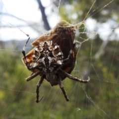 Backobourkia sp. (genus) at Paddys River, ACT - 5 Jan 2022