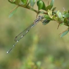 Austrolestes leda (Wandering Ringtail) at Jerrabomberra, NSW - 5 Jan 2022 by SteveBorkowskis